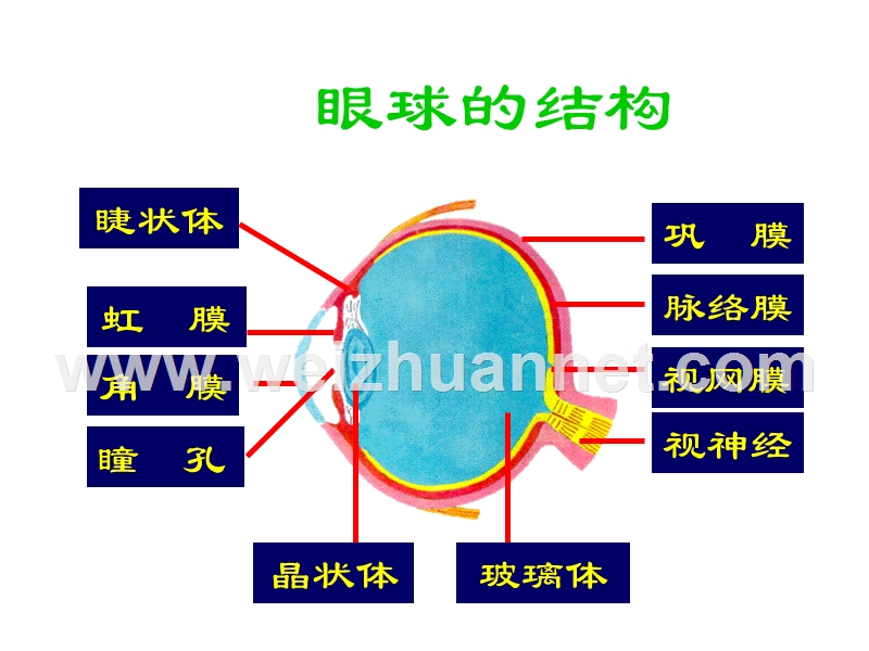 幼儿园眼保健讲课.ppt_第3页