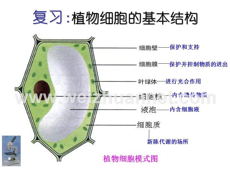 人教版七年级生物上册 课件 第二单元 第一章 第三节 动物细胞（共28张ppt）.ppt_第2页