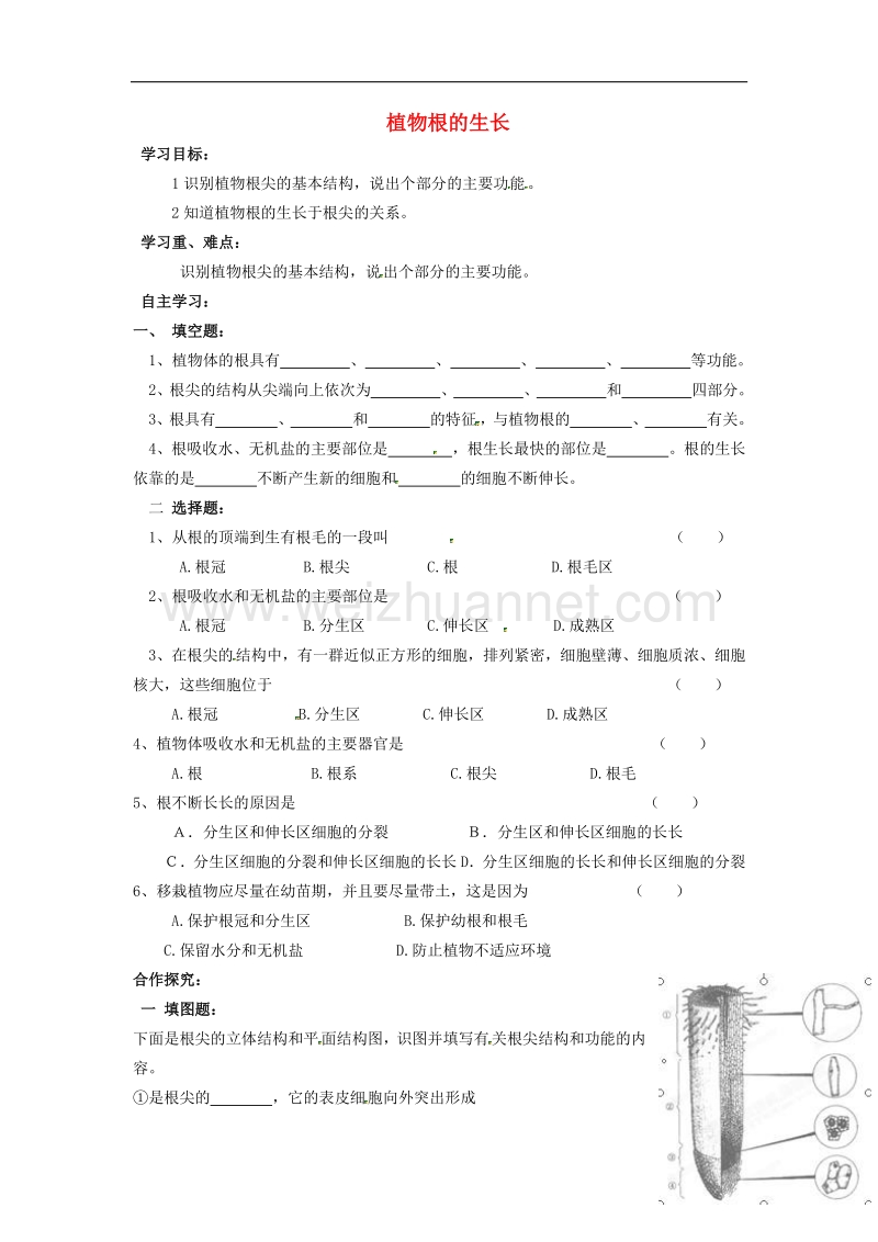 山西省垣曲县华峰初级中学七年级生物上册3.5.2 植物根的生长导学案（新版）苏教版.doc_第1页