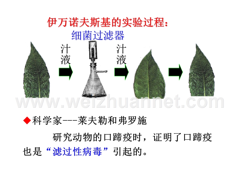 人教版初中生物八年级上册课件第五章 病毒（共17张ppt）.ppt_第2页