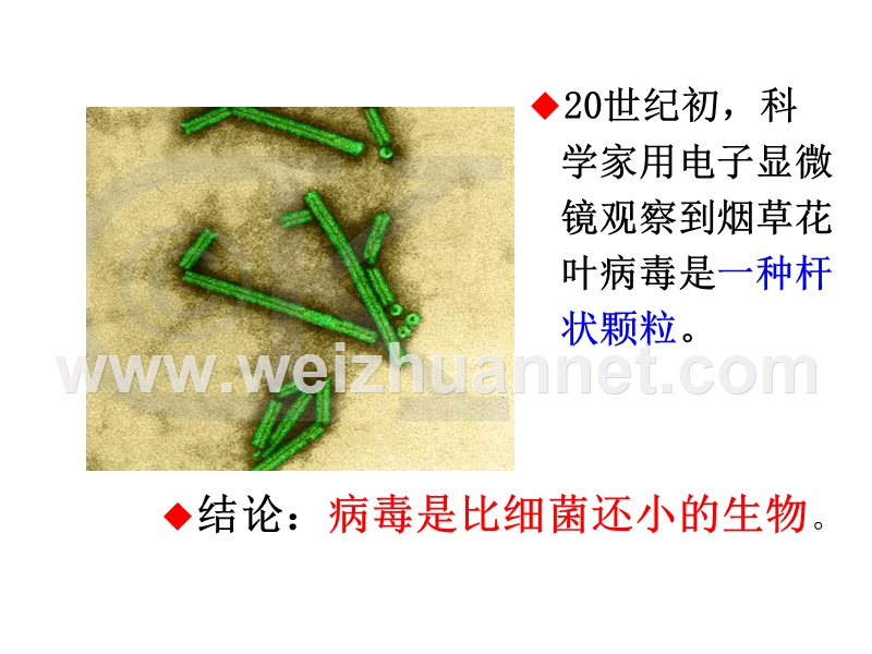 人教版初中生物八年级上册课件第五章 病毒（共17张ppt）.ppt_第3页