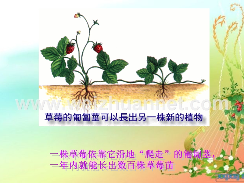 奇妙的克隆讲课定稿).ppt_第2页