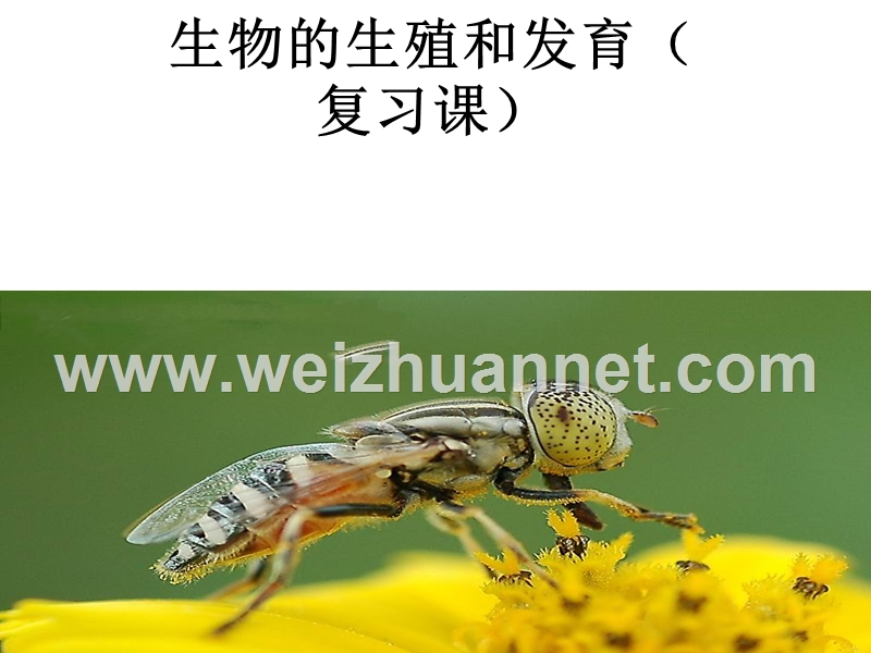 人教版八年级生物下册复习课件： 第一章 生物的生殖和发育（共22张ppt）.ppt_第1页