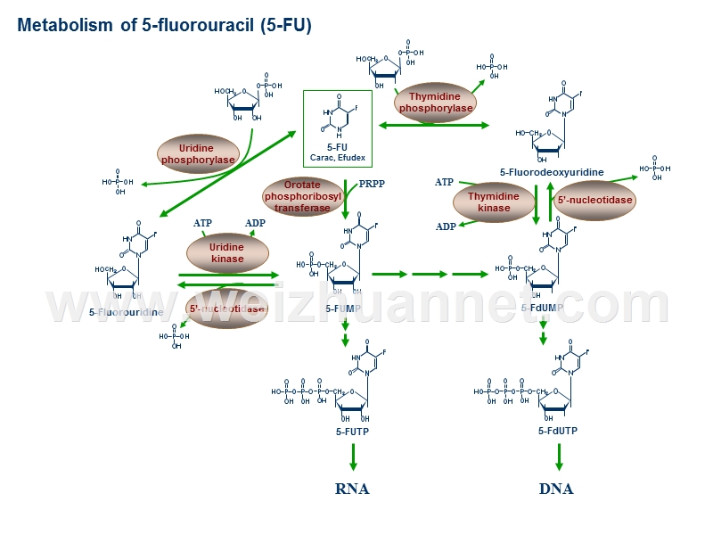 分子生物学之ppt素材精编.ppt_第2页