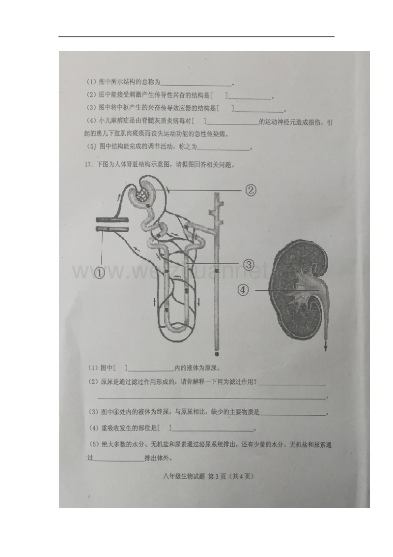 江苏省连云港市灌云县2017_2018学年八年级生物上学期期中试题（扫 描 版，无答案）新人教版.doc_第3页