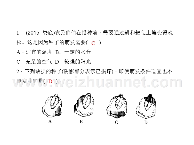 2016聚焦中考生物（通用版）总复习习题课件：第3单元 第6讲  被子植物的一生.ppt_第2页