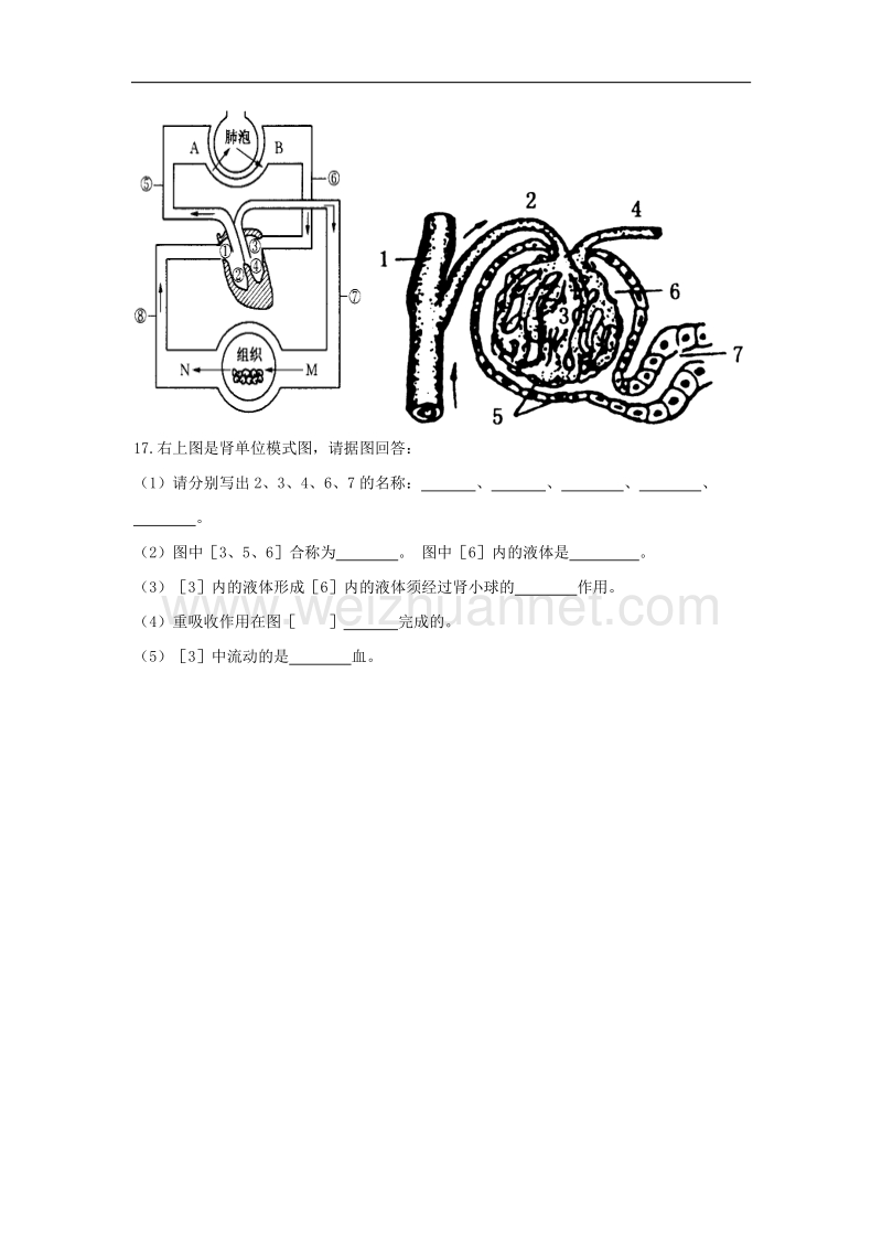 江苏省徐州市铜山区马坡镇2017_2018学年八年级生物上学期第一次月考试题（无答案）新人教版.doc_第3页