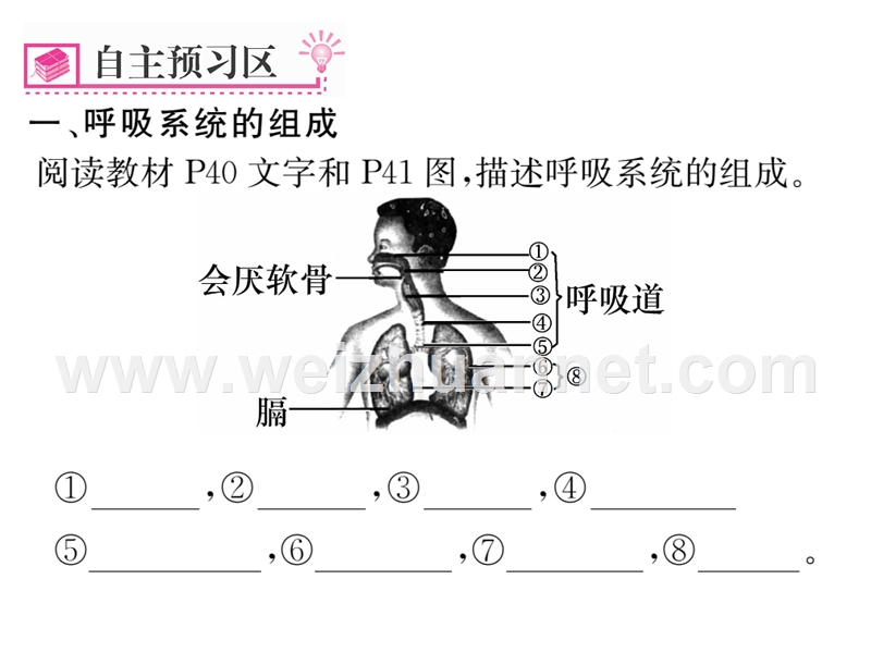 2016年春七年级生物下册课件：第三章 第一节    呼吸道对空气的处理.ppt_第2页