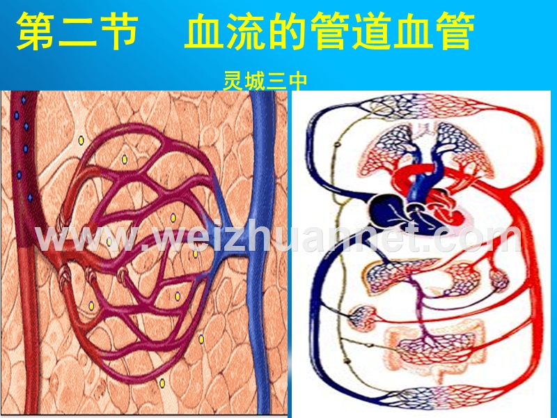 2016年4月海南省三亚市灵城三中七年级生物下册第四章第二节血流的管道---血管公开课教学课件共10张ppt（共10张ppt）.ppt_第1页