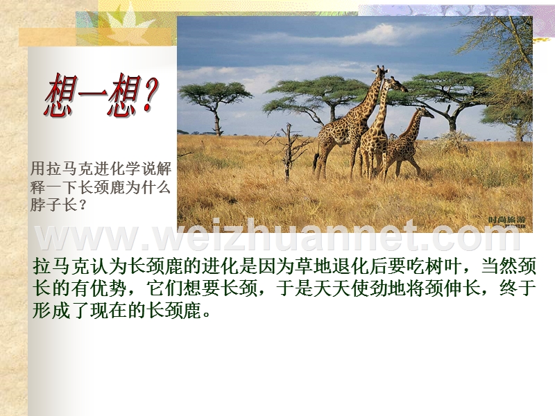 高中生物必修2-生物进化课件.ppt.ppt_第3页