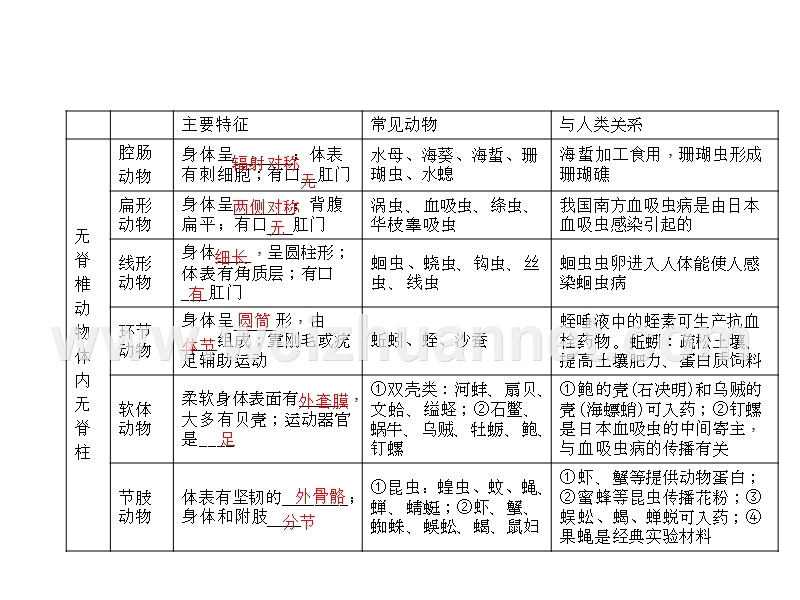 2016聚焦中考生物（通用版）总复习讲练课件：第5单元 第17讲 动物的主要类群.ppt_第3页