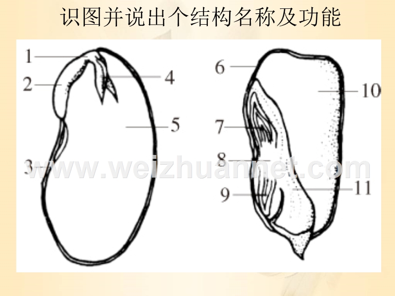 人教版七年级上册生物第三单元第二章被子植物的一生复习课件（共55张ppt）.ppt_第2页