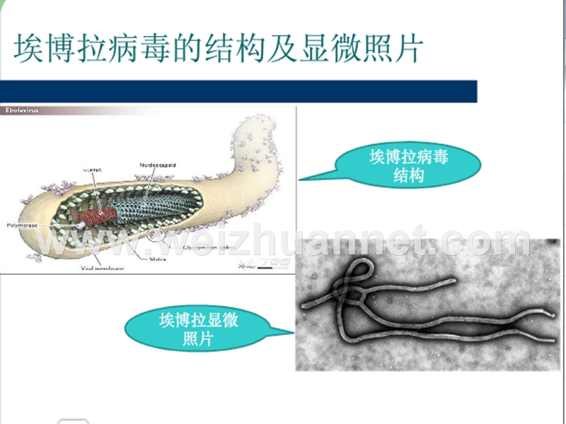 高一生物第一次课讲课课件-microsoft-powerpoint-演示文稿.ppt_第3页