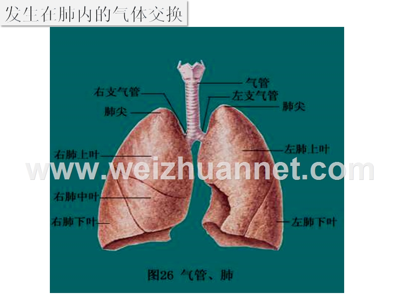 新人教版七年级生物下册4.3.2 发生在肺内的气体交换课件1.ppt_第3页