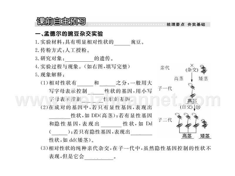 2016春学练优八年级生物下册配套课件：第七单元第二章  生物的遗传与变异 第三节 基因的显性和隐性15张ppt.ppt_第2页