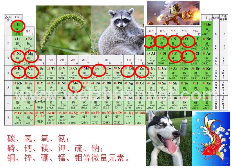 生态系统物质循环课件.ppt_第3页