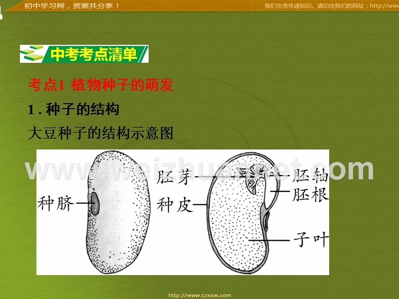 2016届中考面对面生物复习课件：第五章《绿色植物的一生》（苏教版）.ppt_第3页