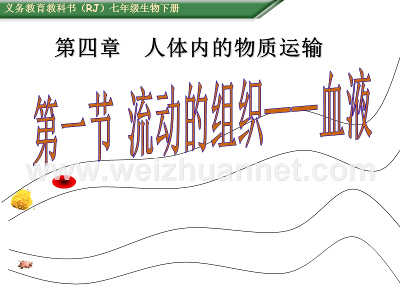 人教版七年级下册生物第四章第一节_流动的组织——血液（共45张ppt）.ppt_第1页