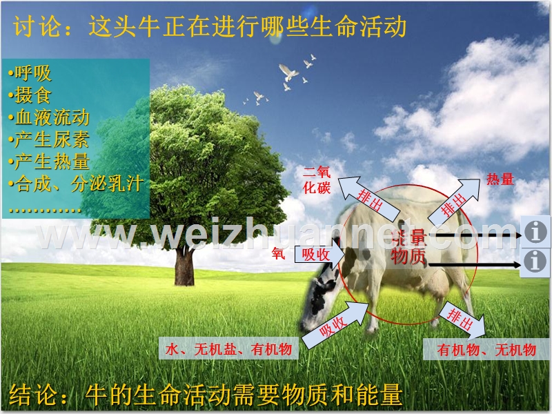 广东省江门第一中学景贤学校人教七年生物上册《2.2.4细胞的生活》课件.ppt_第2页