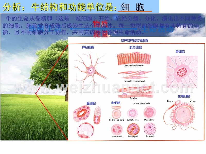 广东省江门第一中学景贤学校人教七年生物上册《2.2.4细胞的生活》课件.ppt_第3页