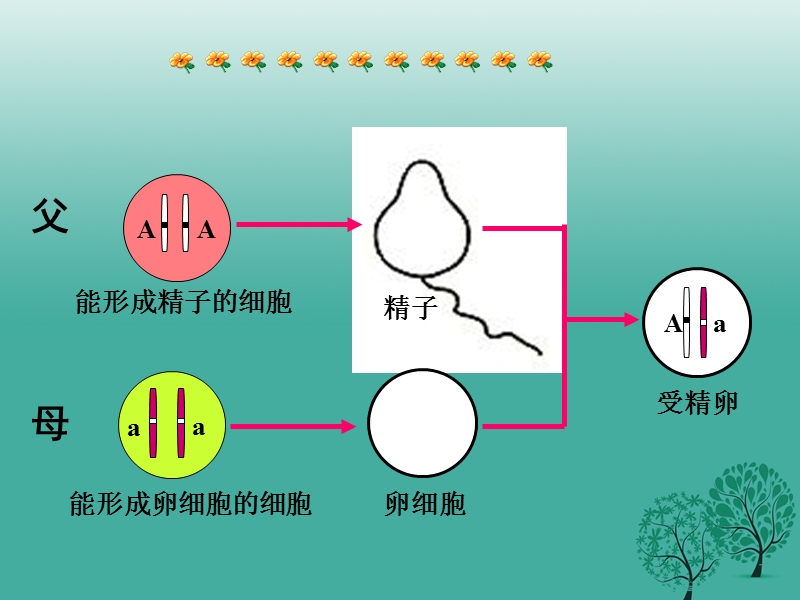 2017年八年级生物下册 第七单元 第三节 基因的显性和隐性课件4 （新版）新人教版.ppt_第3页