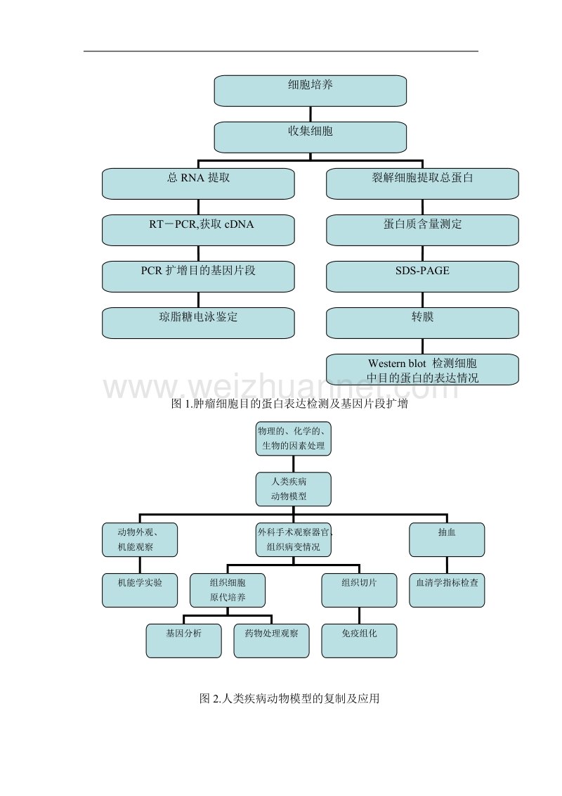 设计性基础医学实验对长学制医学生科研素质培养的探索.doc_第3页