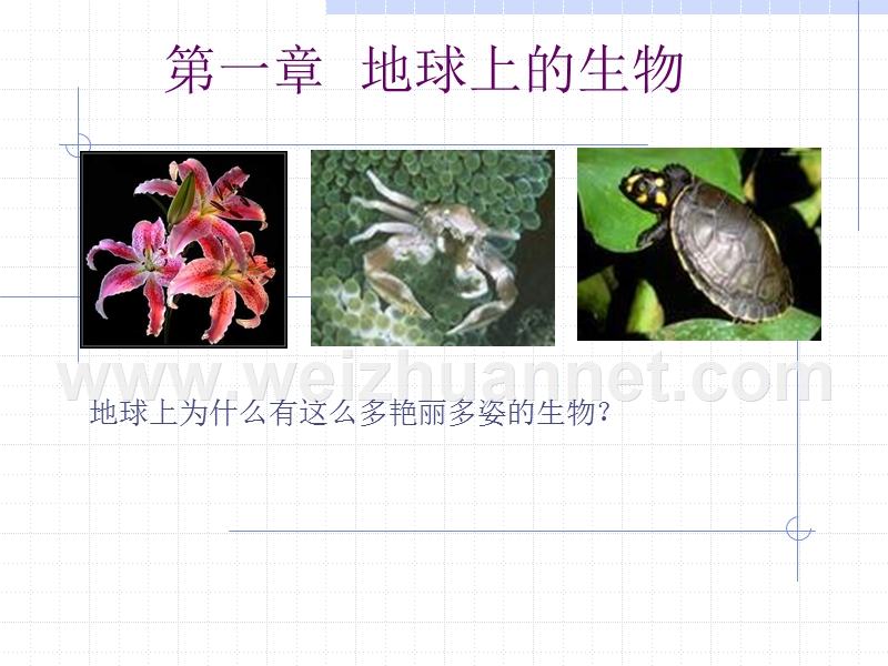 科学：5.1艳丽多姿的生物(华师大七年级上).ppt_第1页