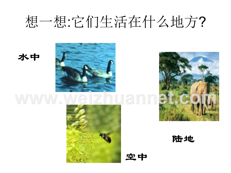 科学：5.1艳丽多姿的生物(华师大七年级上).ppt_第2页