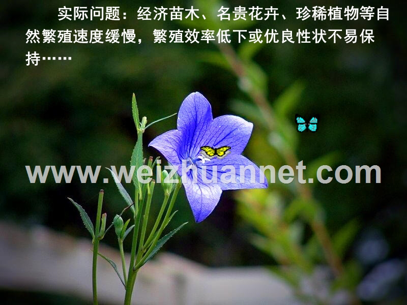 2植物细胞工程的实际应用.ppt_第2页