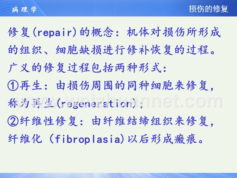 病理学损伤的修复.ppt_第1页