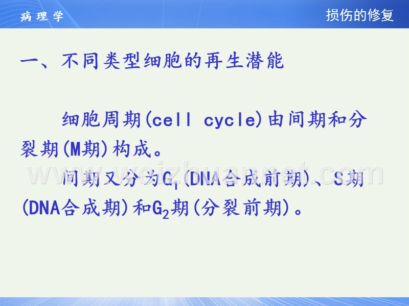 病理学损伤的修复.ppt_第3页