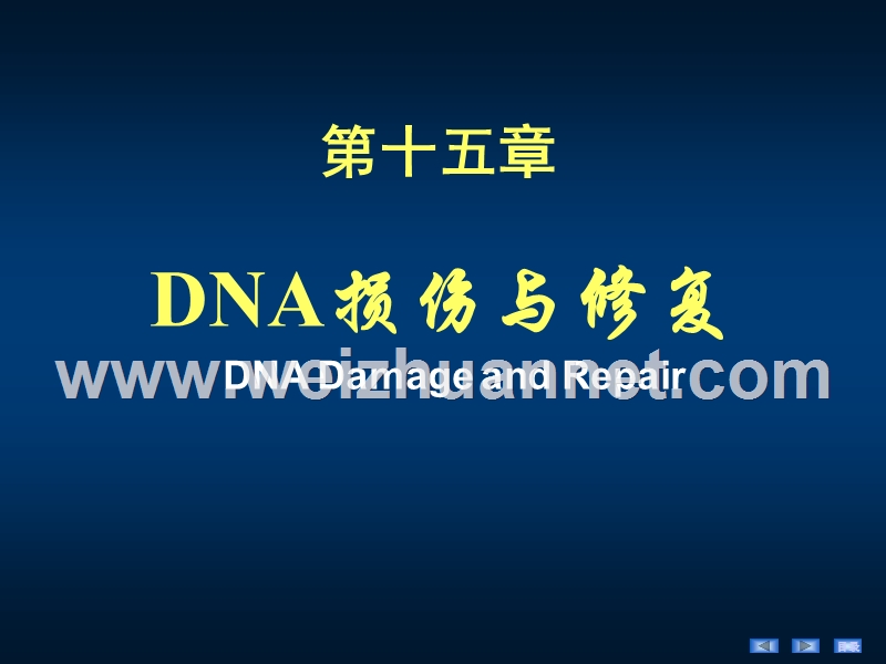 生物化学15-章dna损伤与修复.ppt_第2页