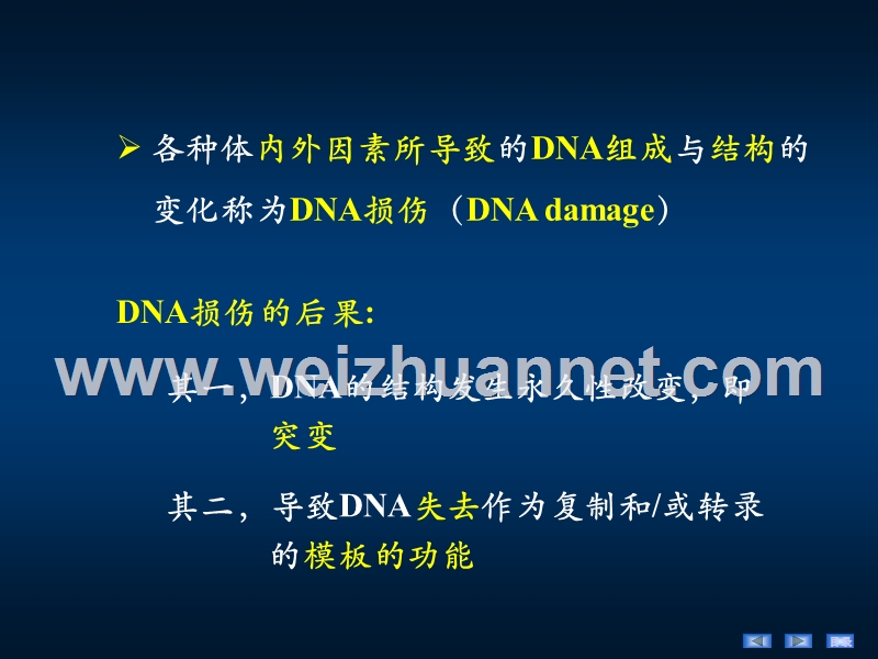 生物化学15-章dna损伤与修复.ppt_第3页