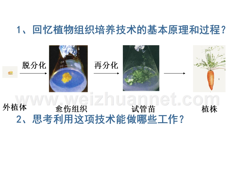 植物细胞工程的实际应用.ppt_第2页