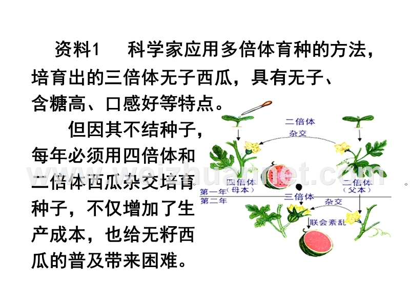 植物细胞工程的实际应用.ppt_第3页