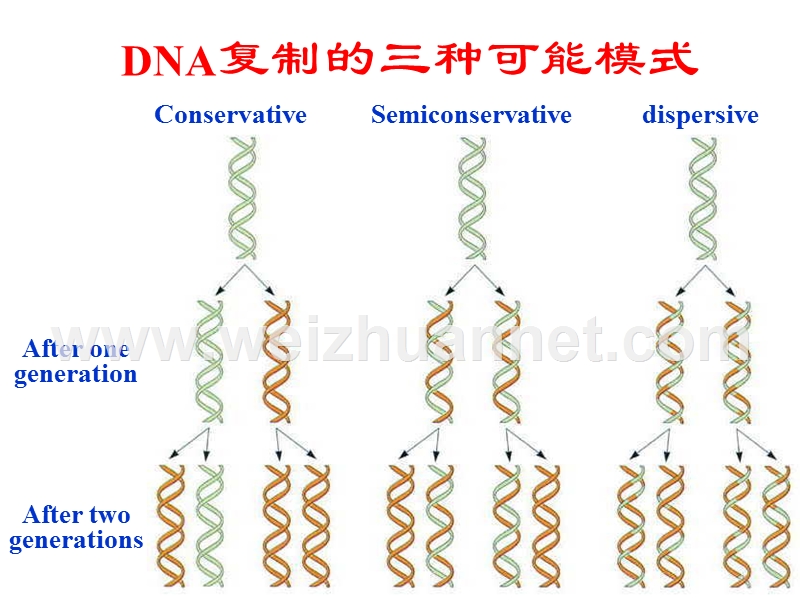 生物化学第34章dna的复制和修复.ppt_第3页