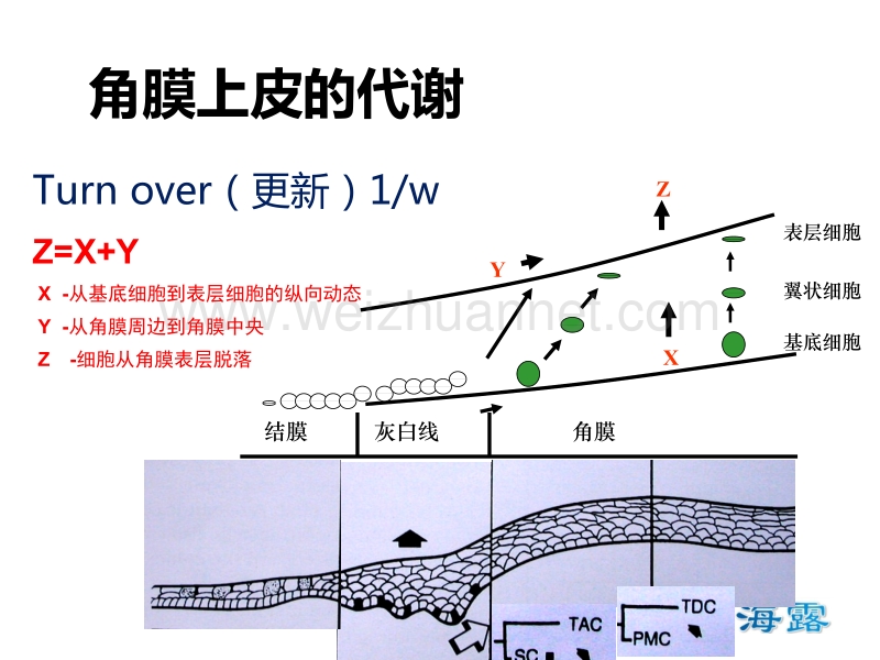 海露与角膜上皮修复.pptx_第3页