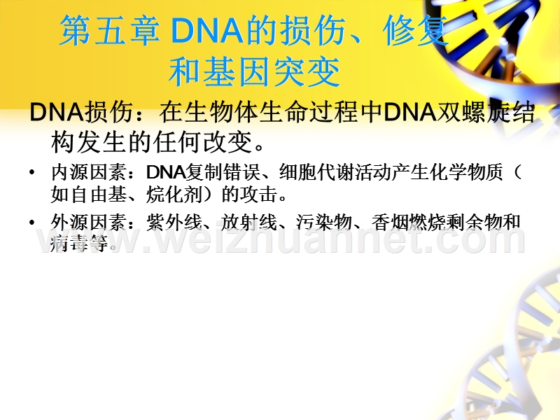 dna-损伤与修复.ppt_第1页