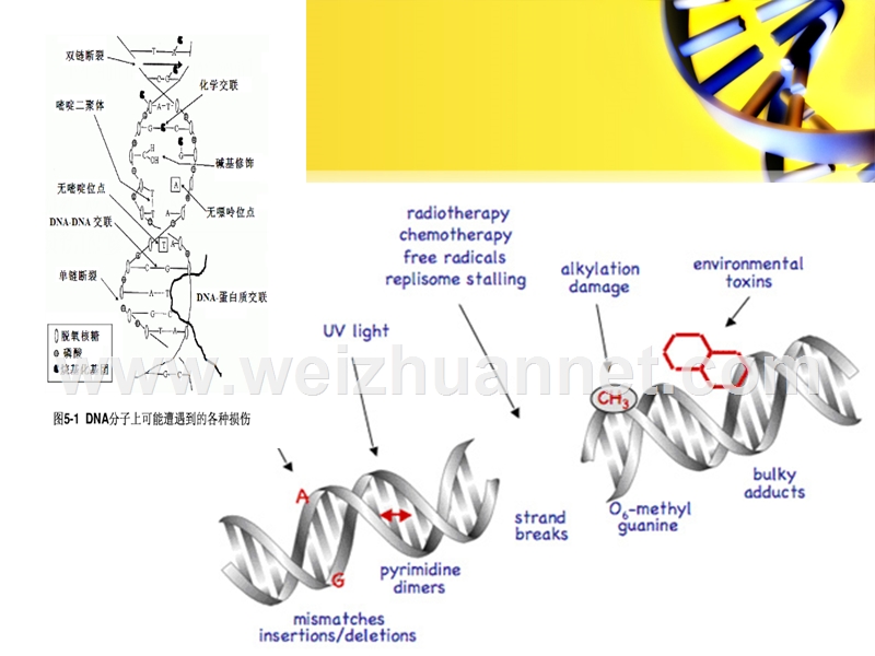 dna-损伤与修复.ppt_第2页