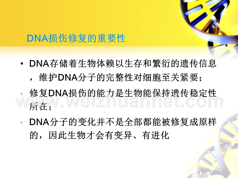 dna-损伤与修复.ppt_第3页