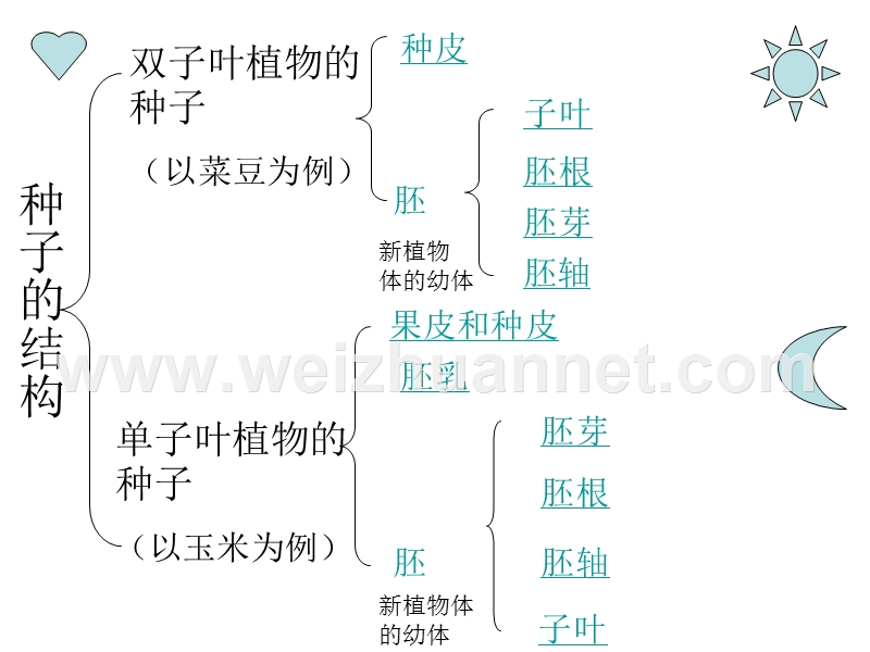 种子的萌发1--上海教育版.ppt_第3页