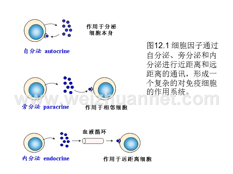 第十二-章细胞因子网络-炎症与抗炎平衡.ppt_第3页