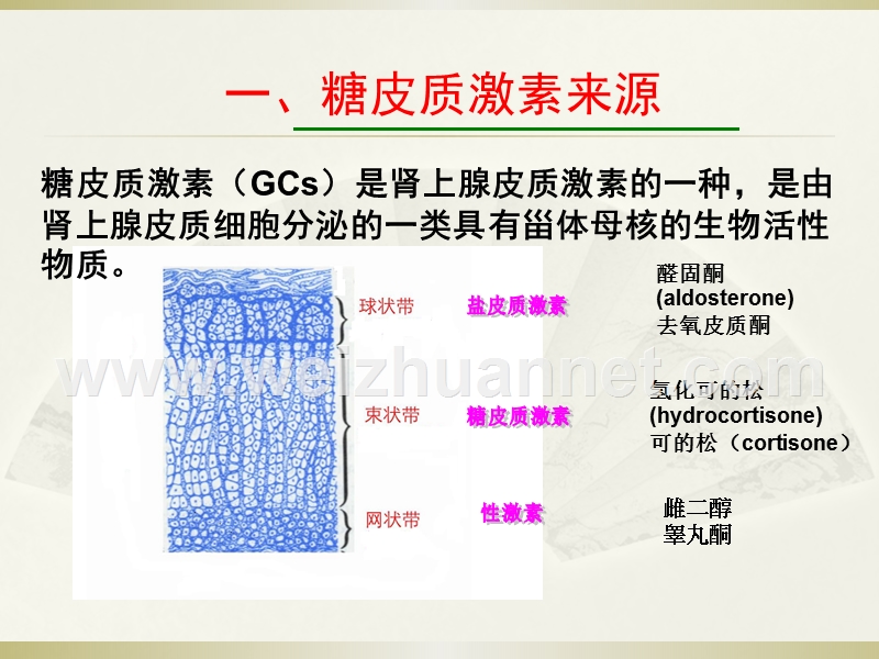 肾上腺糖皮质激素围术期应用专家共识(2017).ppt_第2页