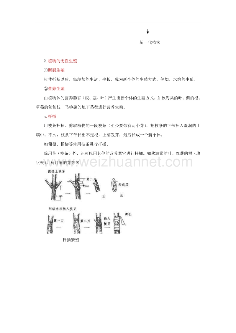 2017版中考生物复习植物的生殖知识点总结新人教版.doc_第2页