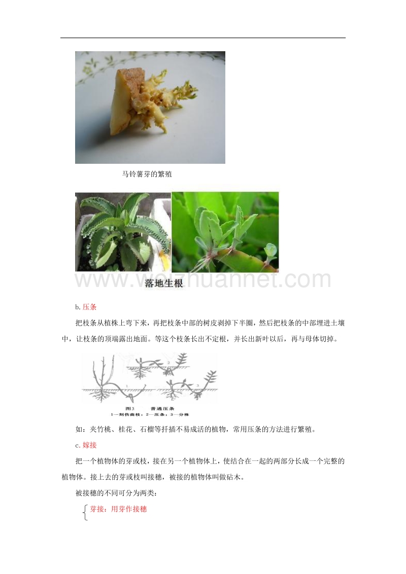 2017版中考生物复习植物的生殖知识点总结新人教版.doc_第3页