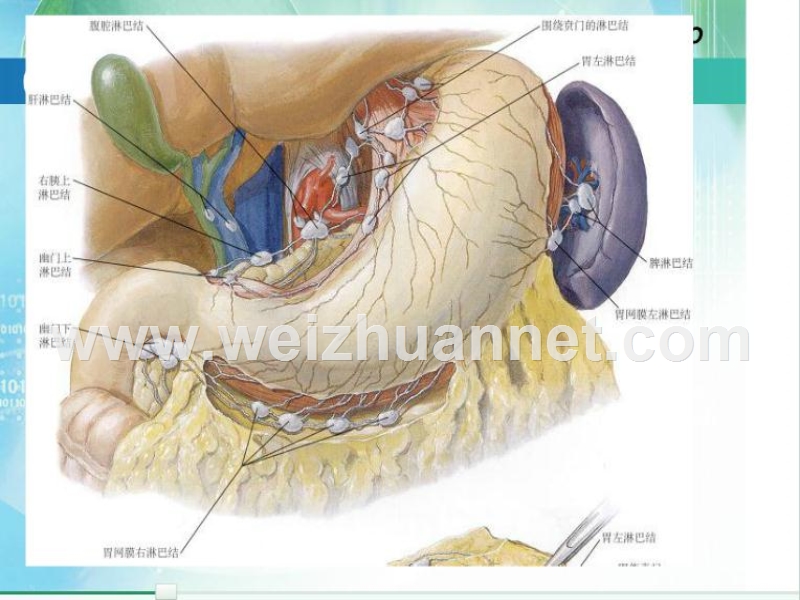 胃肠的淋巴引流.ppt_第3页
