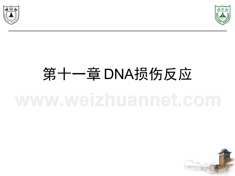 第4章：dna损伤反应.ppt_第1页