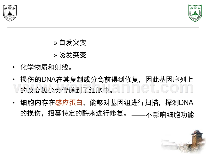 第4章：dna损伤反应.ppt_第2页