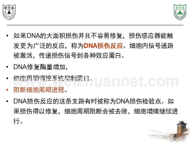 第4章：dna损伤反应.ppt_第3页