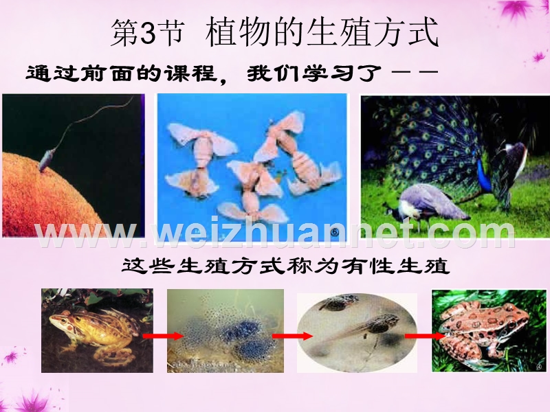 2015年秋八年级生物上册 第十九章 第三节 植物的生殖方式课件 北师大版.ppt_第2页